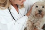 Bath Veterinary Clinic